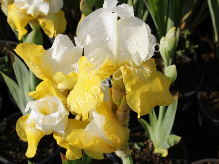 Kosatec německý 'Champagne Elegans' - Iris barbata-elatior 'Champagne Elegans'