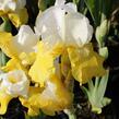 Kosatec německý 'Champagne Elegans' - Iris barbata-elatior 'Champagne Elegans'