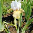 Kosatec německý 'Champagne Elegans' - Iris barbata-elatior 'Champagne Elegans'