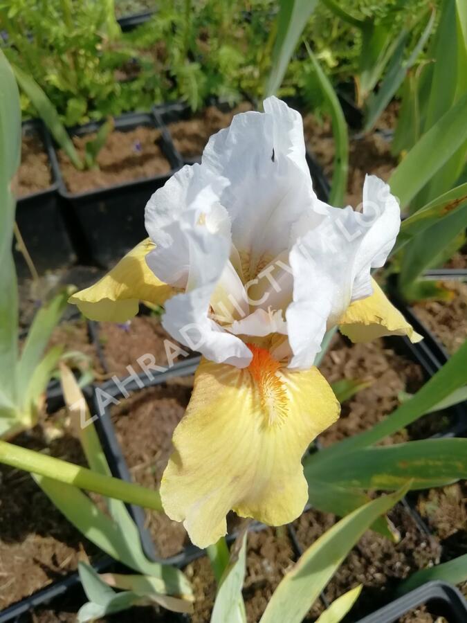 Kosatec německý 'Champagne Elegans' - Iris barbata-elatior 'Champagne Elegans'