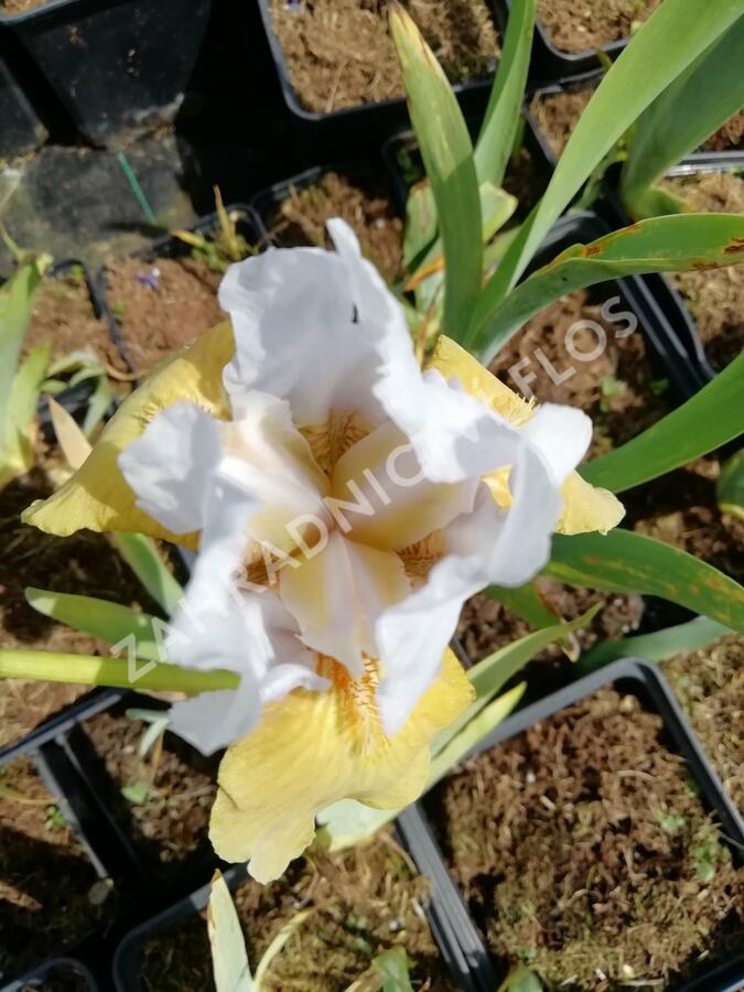 Kosatec německý 'Champagne Elegans' - Iris barbata-elatior 'Champagne Elegans'