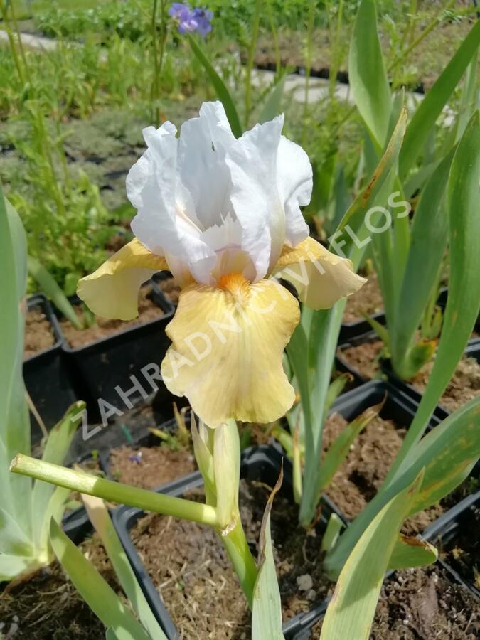 Kosatec německý 'Champagne Elegans' - Iris barbata-elatior 'Champagne Elegans'