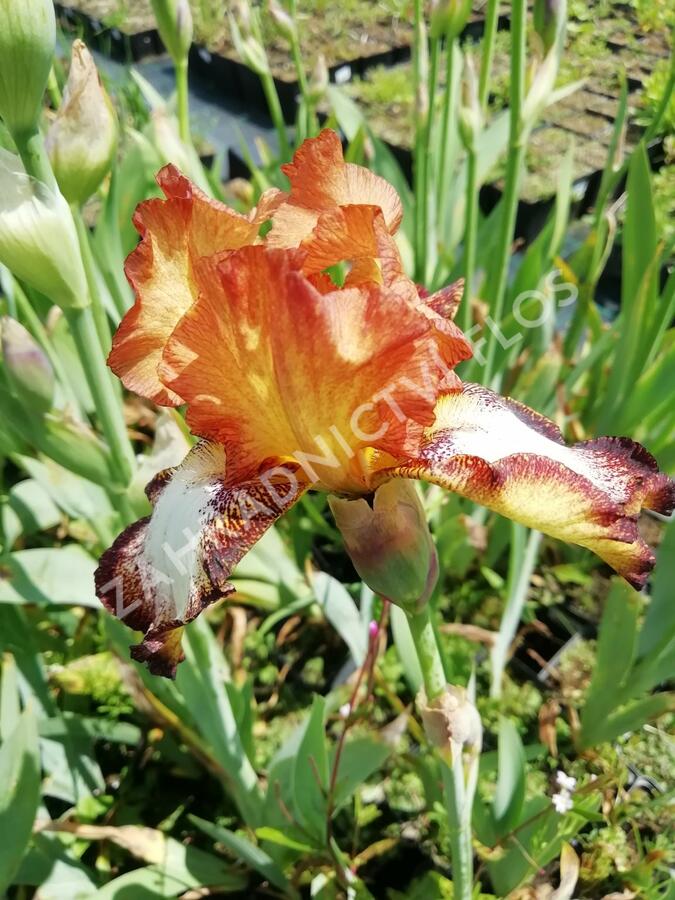 Kosatec německý 'Siva-Siva' - Iris barbata-elatior 'Siva-Siva'