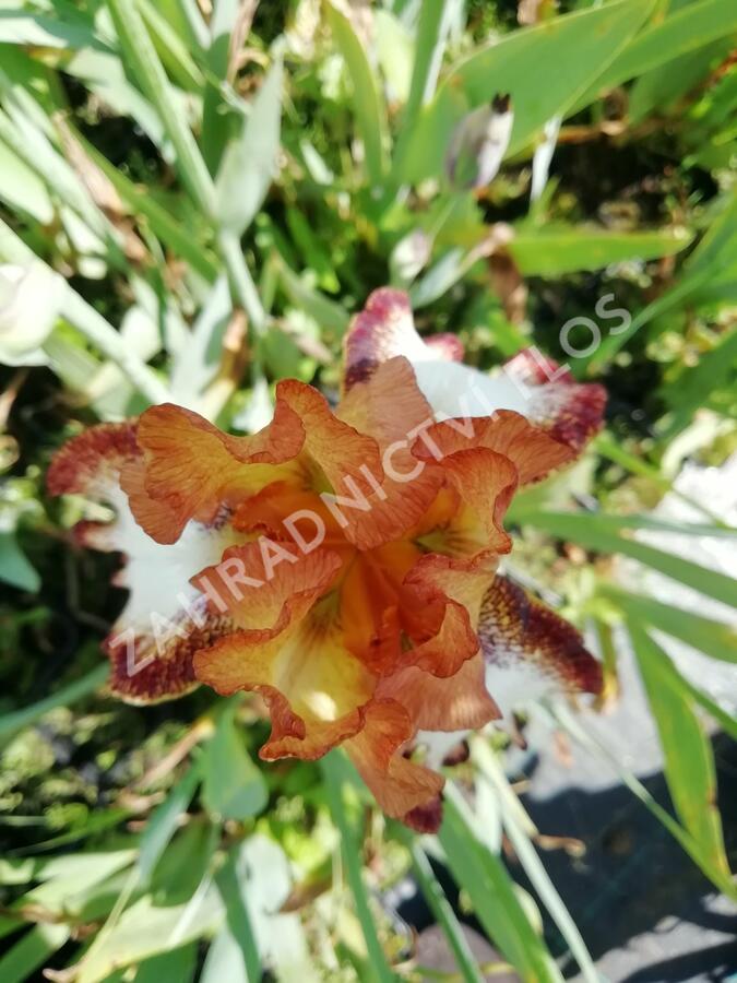 Kosatec německý 'Siva-Siva' - Iris barbata-elatior 'Siva-Siva'