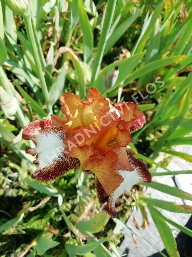 Kosatec německý 'Siva-Siva' - Iris barbata-elatior 'Siva-Siva'