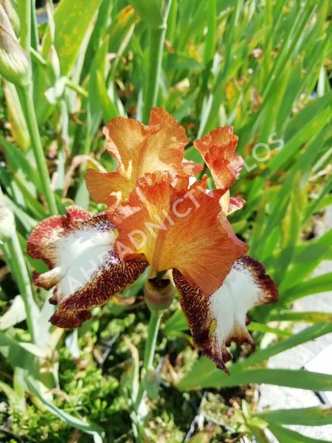 Kosatec německý 'Siva-Siva' - Iris barbata-elatior 'Siva-Siva'