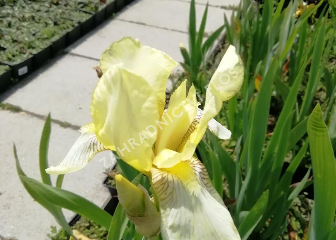 Kosatec německý 'Christmas Angel' - Iris barbata-elatior 'Christmas Angel'