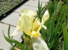 Kosatec německý 'Christmas Angel' - Iris barbata-elatior 'Christmas Angel'