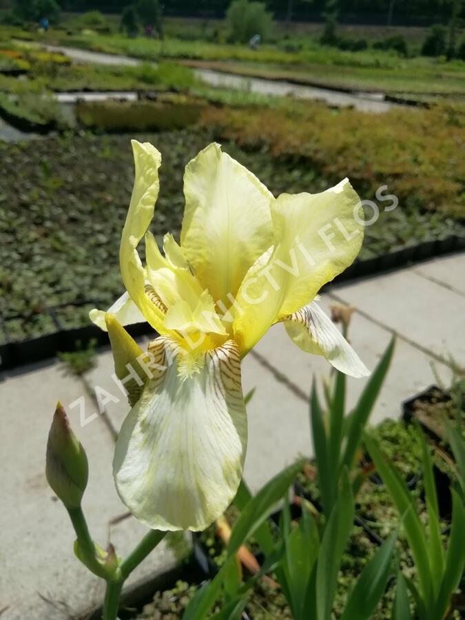 Kosatec německý 'Christmas Angel' - Iris barbata-elatior 'Christmas Angel'