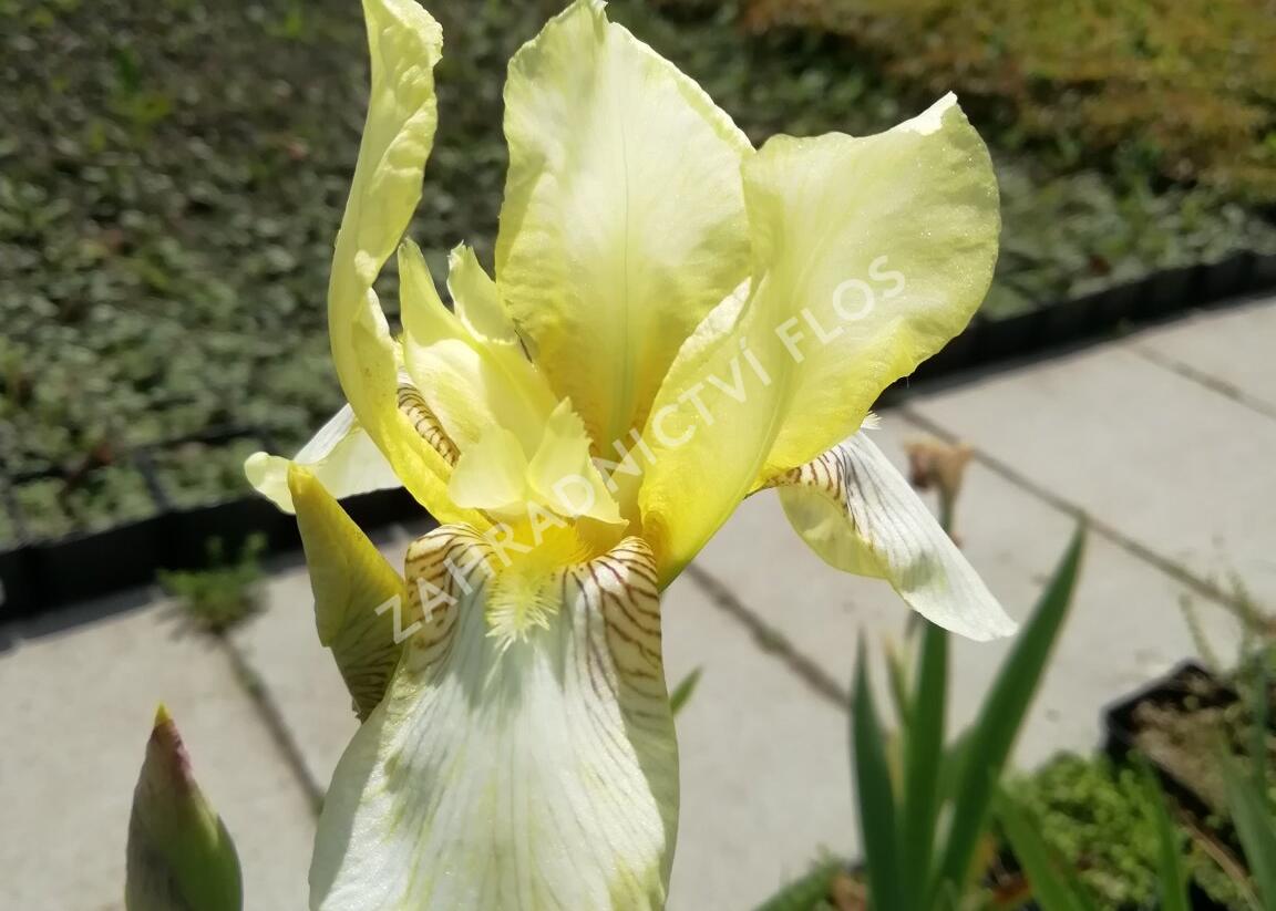 Kosatec německý 'Christmas Angel' - Iris barbata-elatior 'Christmas Angel'