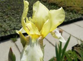 Kosatec německý 'Christmas Angel' - Iris barbata-elatior 'Christmas Angel'