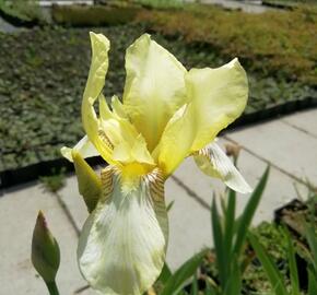 Kosatec německý 'Christmas Angel' - Iris barbata-elatior 'Christmas Angel'