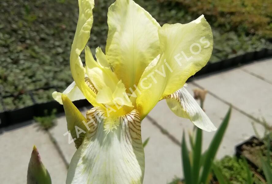 Kosatec německý 'Christmas Angel' - Iris barbata-elatior 'Christmas Angel'