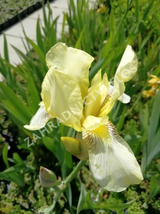 Kosatec německý 'Christmas Angel' - Iris barbata-elatior 'Christmas Angel'