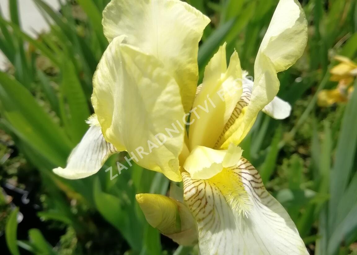 Kosatec německý 'Christmas Angel' - Iris barbata-elatior 'Christmas Angel'
