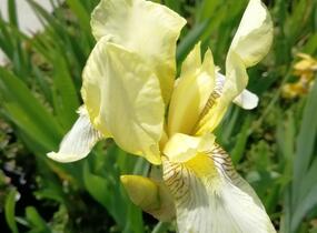 Kosatec německý 'Christmas Angel' - Iris barbata-elatior 'Christmas Angel'