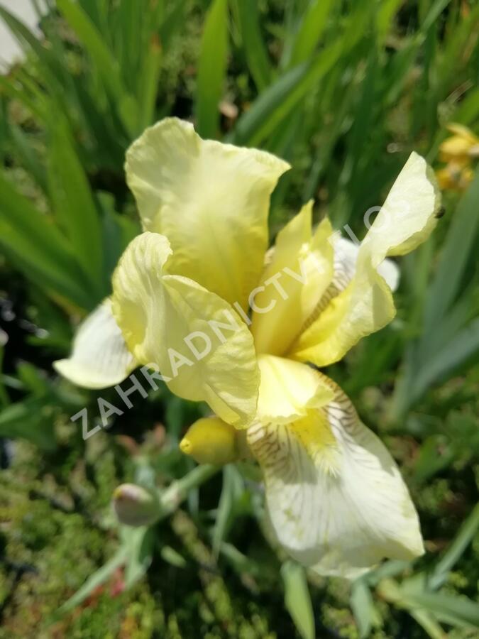 Kosatec německý 'Christmas Angel' - Iris barbata-elatior 'Christmas Angel'