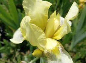Kosatec německý 'Christmas Angel' - Iris barbata-elatior 'Christmas Angel'