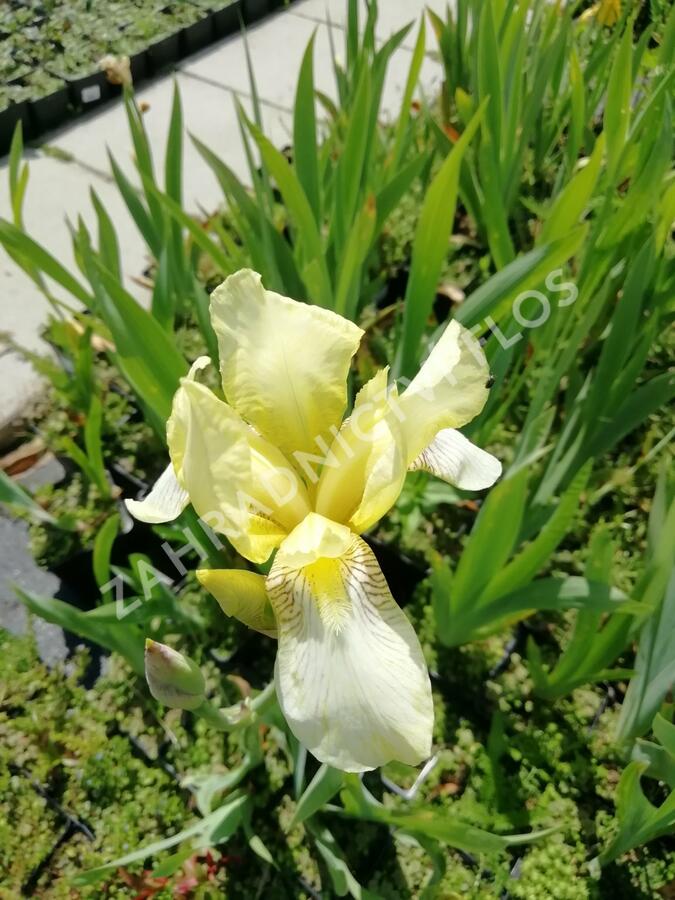 Kosatec německý 'Christmas Angel' - Iris barbata-elatior 'Christmas Angel'