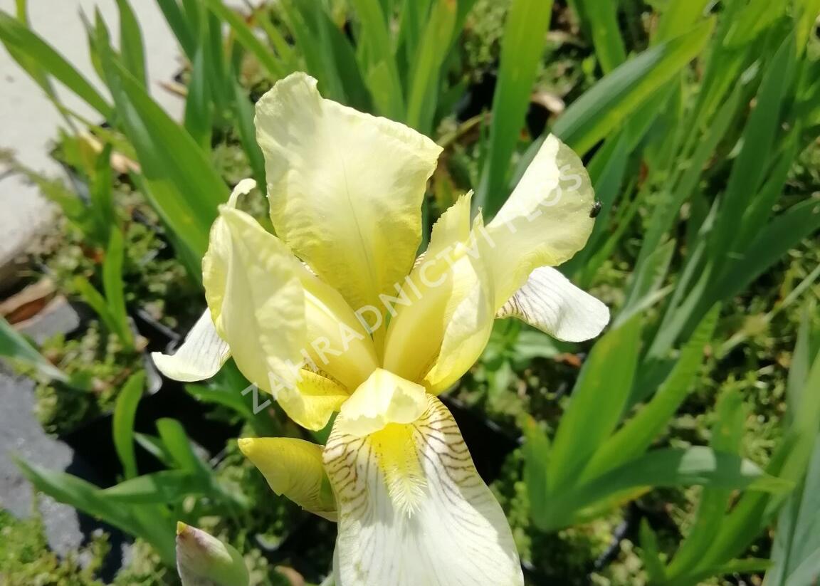 Kosatec německý 'Christmas Angel' - Iris barbata-elatior 'Christmas Angel'