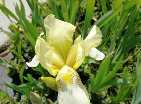 Kosatec německý 'Christmas Angel' - Iris barbata-elatior 'Christmas Angel'
