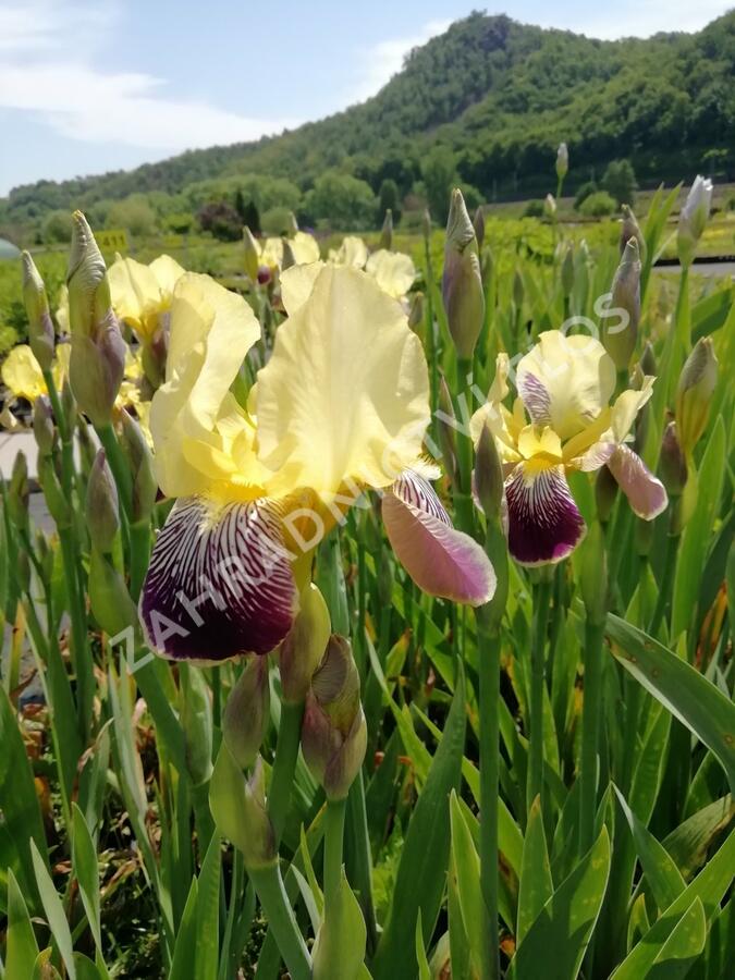 Kosatec německý 'Nibelungen' - Iris barbata-elatior 'Nibelungen'