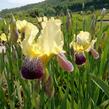 Kosatec německý 'Nibelungen' - Iris barbata-elatior 'Nibelungen'