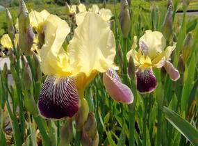 Kosatec německý 'Nibelungen' - Iris barbata-elatior 'Nibelungen'