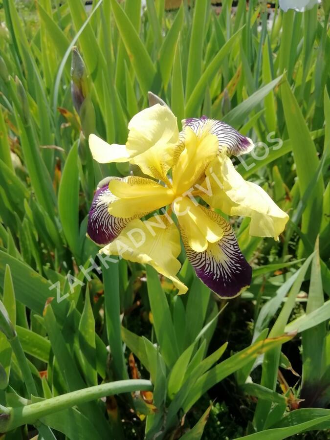 Kosatec německý 'Nibelungen' - Iris barbata-elatior 'Nibelungen'