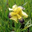 Kosatec německý 'Nibelungen' - Iris barbata-elatior 'Nibelungen'