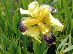 Kosatec německý 'Nibelungen' - Iris barbata-elatior 'Nibelungen'