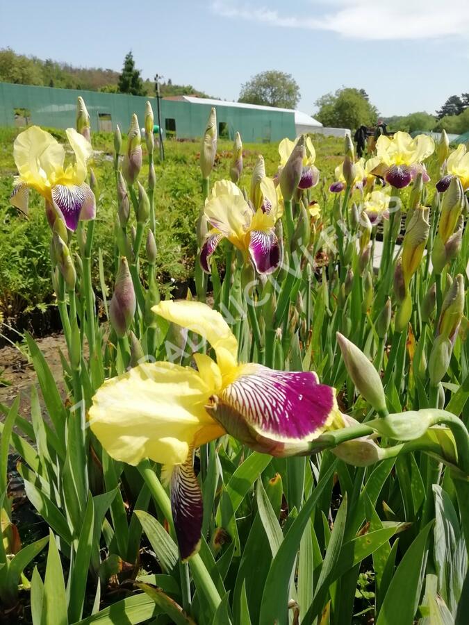 Kosatec německý 'Nibelungen' - Iris barbata-elatior 'Nibelungen'