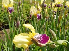 Kosatec německý 'Nibelungen' - Iris barbata-elatior 'Nibelungen'