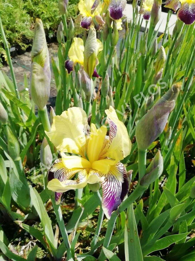Kosatec německý 'Nibelungen' - Iris barbata-elatior 'Nibelungen'