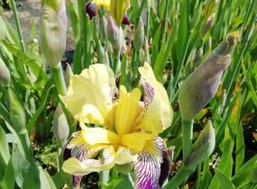 Kosatec německý 'Nibelungen' - Iris barbata-elatior 'Nibelungen'