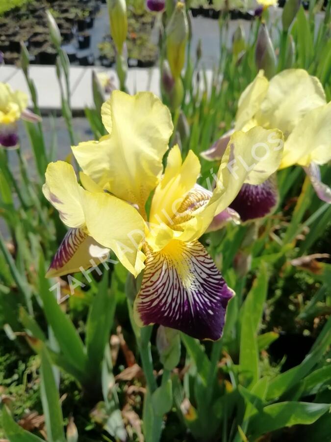 Kosatec německý 'Nibelungen' - Iris barbata-elatior 'Nibelungen'