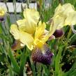 Kosatec německý 'Nibelungen' - Iris barbata-elatior 'Nibelungen'