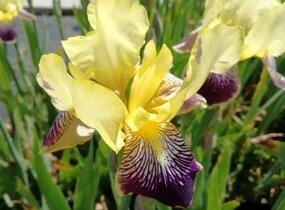 Kosatec německý 'Nibelungen' - Iris barbata-elatior 'Nibelungen'