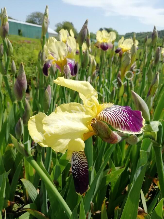 Kosatec německý 'Nibelungen' - Iris barbata-elatior 'Nibelungen'