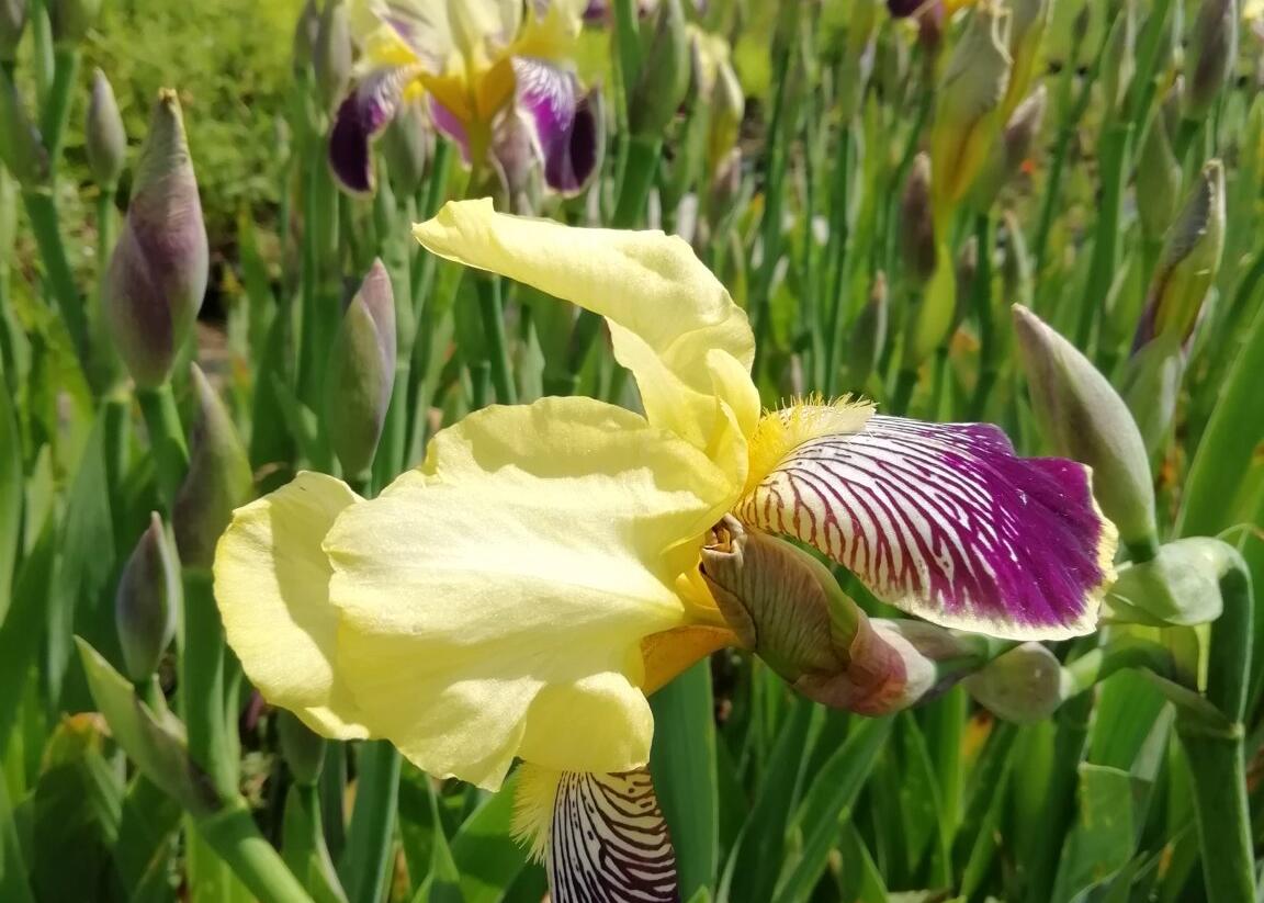 Kosatec německý 'Nibelungen' - Iris barbata-elatior 'Nibelungen'