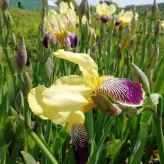 Kosatec německý 'Nibelungen' - Iris barbata-elatior 'Nibelungen'