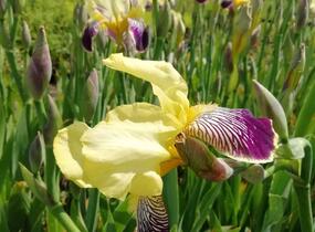 Kosatec německý 'Nibelungen' - Iris barbata-elatior 'Nibelungen'