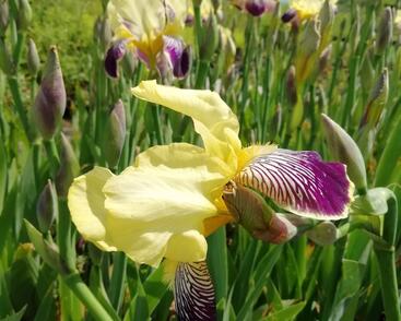 Kosatec německý 'Nibelungen'