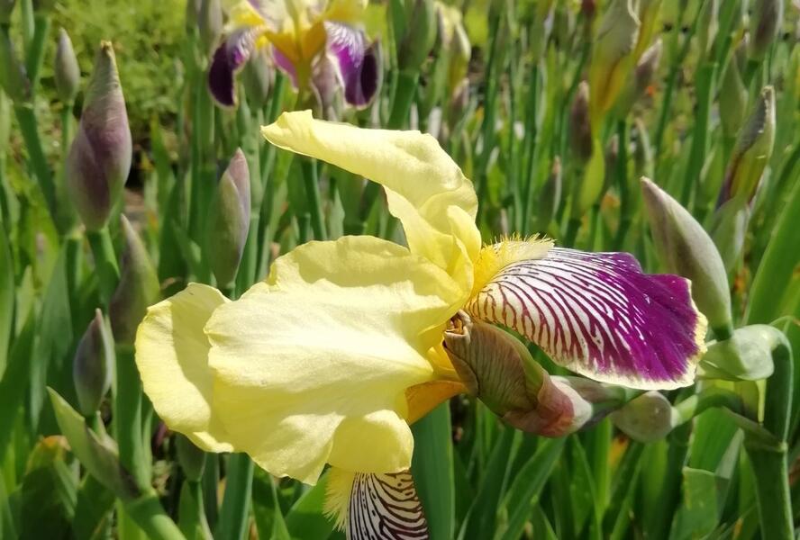 Kosatec německý 'Nibelungen' - Iris barbata-elatior 'Nibelungen'