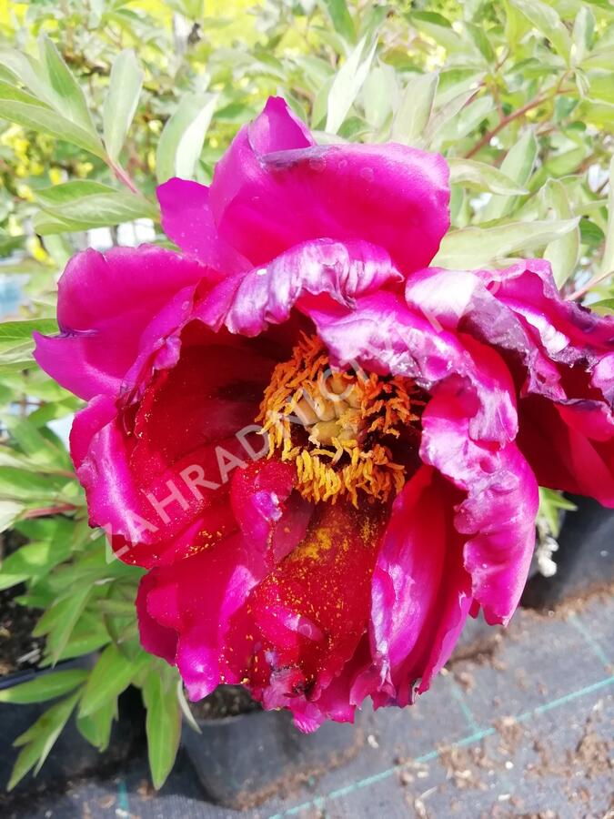 Pivoňka dřevitá 'Wu Long Peng Sheng' - Paeonia suffruticosa 'Wu Long Peng Sheng'