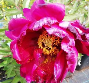 Pivoňka dřevitá 'Wu Long Peng Sheng' - Paeonia suffruticosa 'Wu Long Peng Sheng'