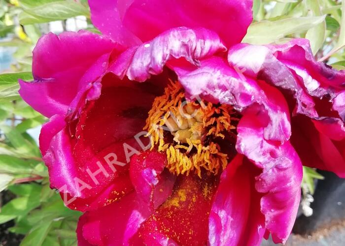 Pivoňka dřevitá 'Wu Long Peng Sheng' - Paeonia suffruticosa 'Wu Long Peng Sheng'