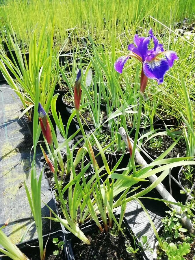 Kosatec 'Flos' - Iris 'Flos'