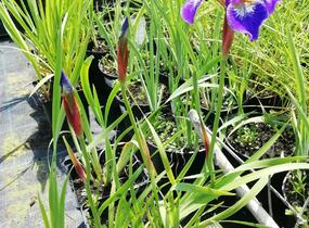 Kosatec 'Flos' - Iris 'Flos'