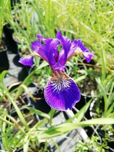 Kosatec 'Flos' - Iris 'Flos'